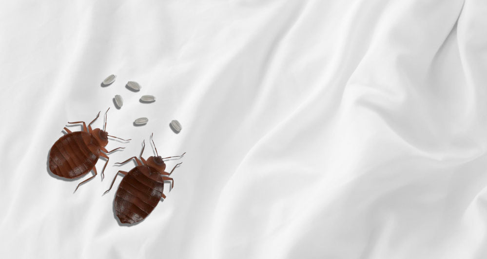 Comment reconnaître et traiter les punaises de lit ?