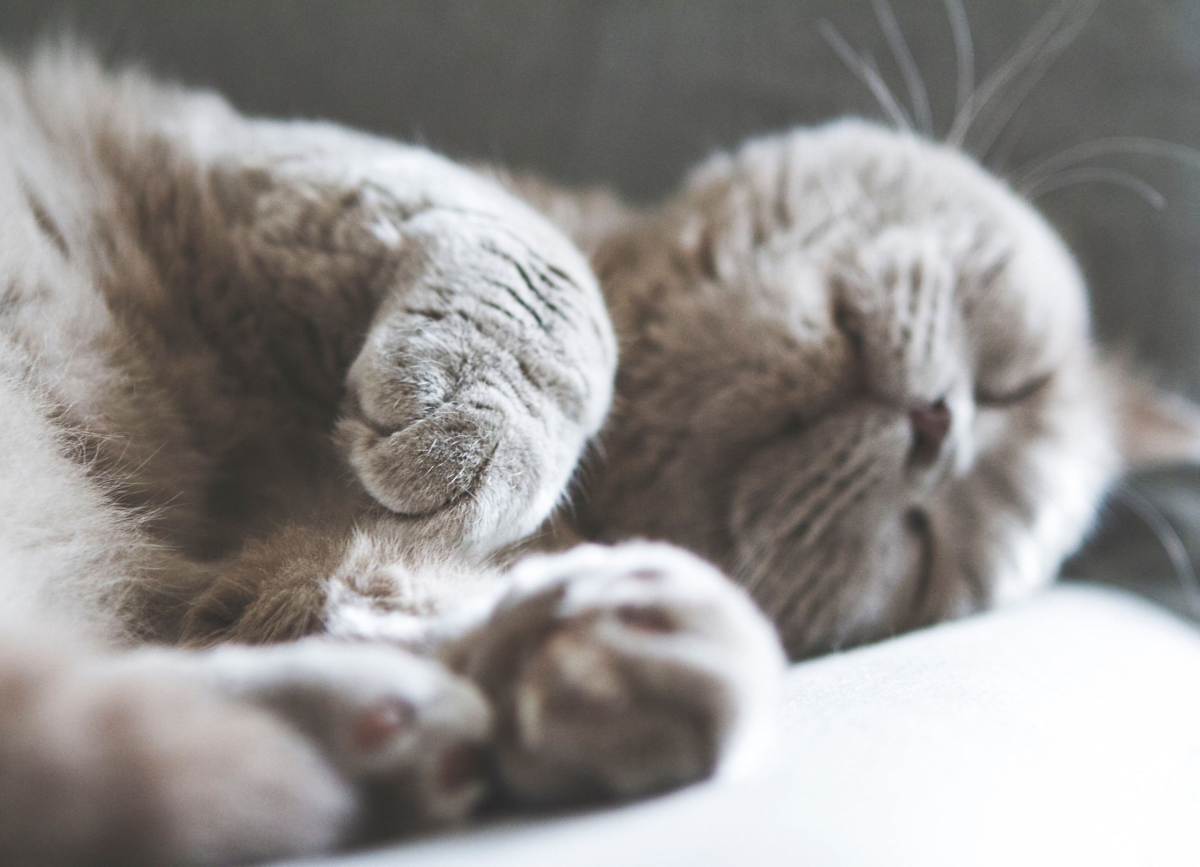 chat-couche